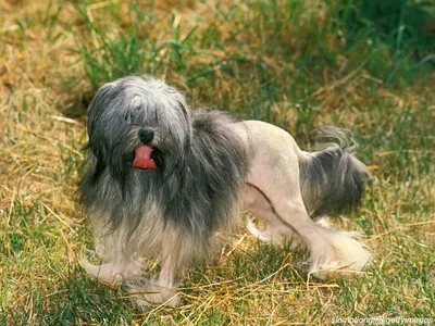 Löwchen (Little Lion Dog)