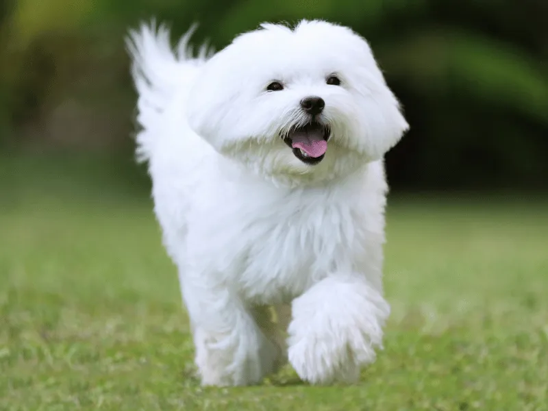 Happy Maltese running outside