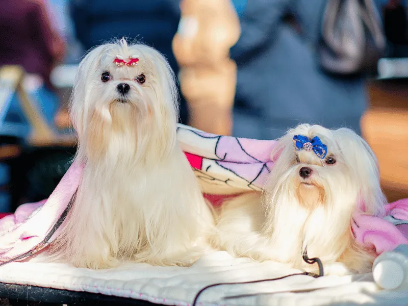 Two Maltese with bows in their hair