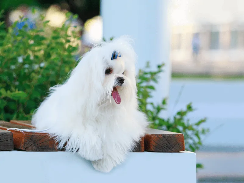 Maltese outside
