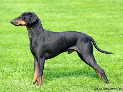 Manchester Terrier