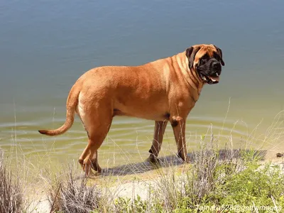 Mastiff