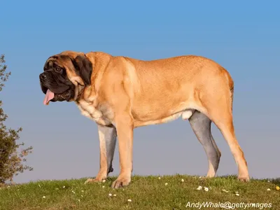 Mastiff