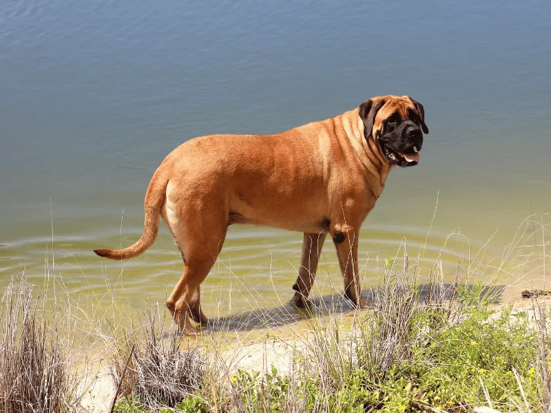Brindle Mastiff relaxing at home