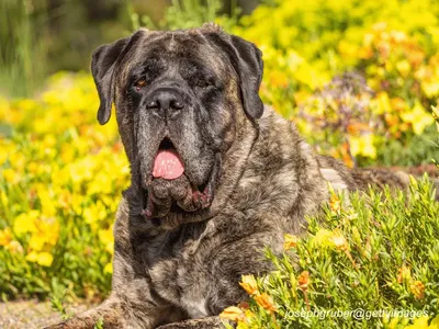 Mastiff