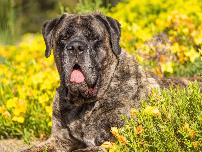 Brindle Mastiff relaxing in flowers