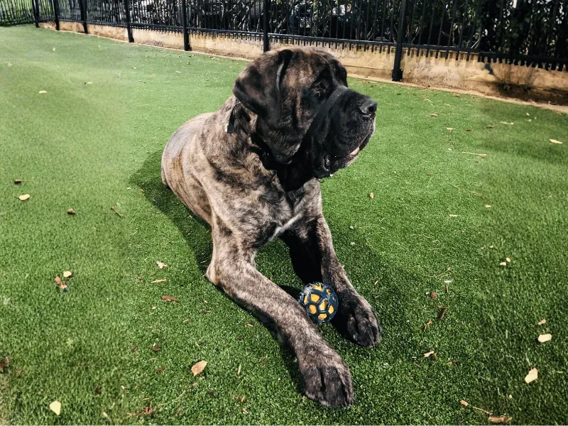 English Mastiff on a walk with owner