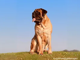 Mastiff - Gentle Giant Protector