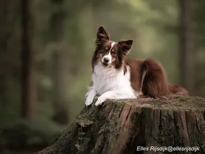 Miniature American Shepherd