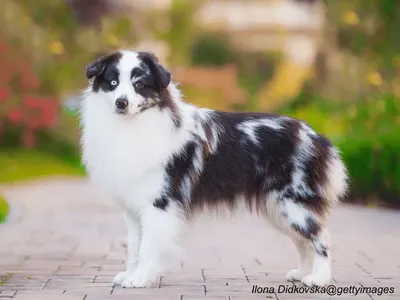 Miniature American Shepherd