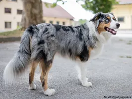 Miniature American Shepherd