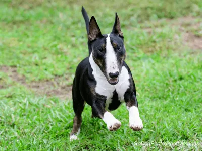 Miniature Bull Terrier