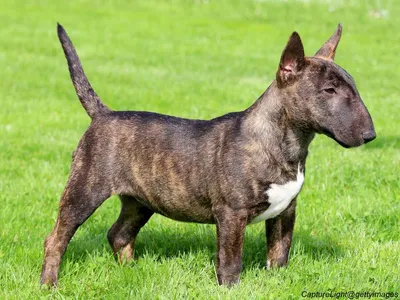 Miniature Bull Terrier