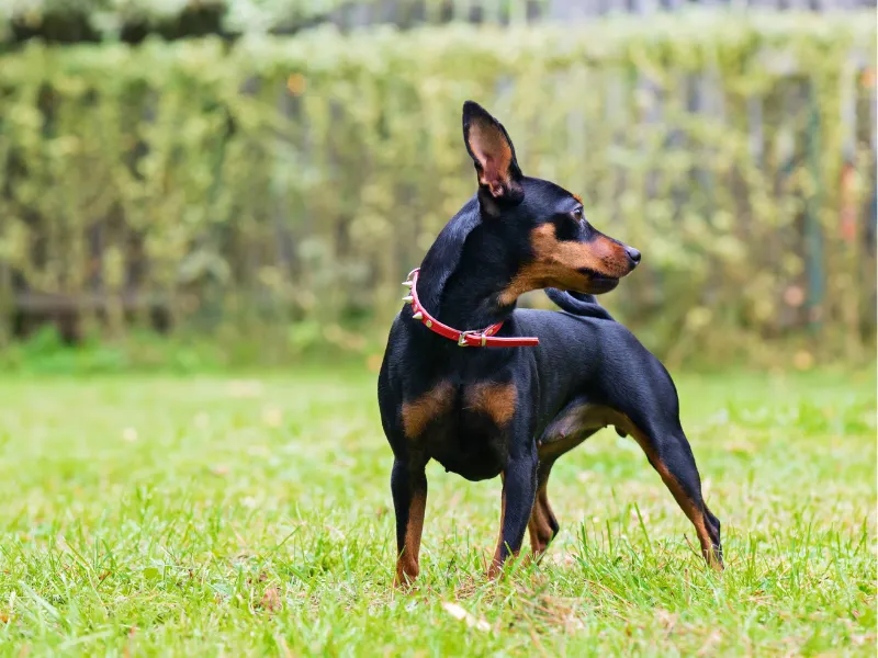 Miniature Pinscher in a playful stance