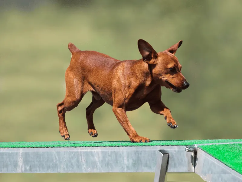 Miniature Pinscher with a confident, regal pose