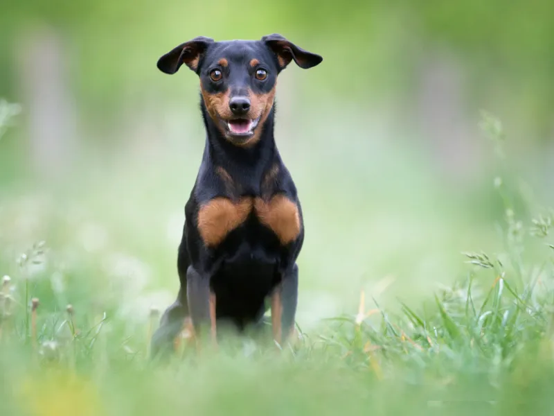 Miniature Pinscher in a show ring with high-stepping gait