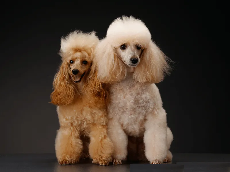 Studio portrait of apricot and white Miniature Poodles