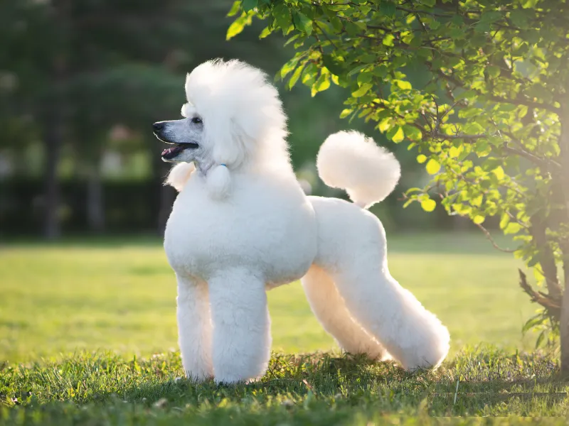 Beautiful Miniature Poodle standing in the grass