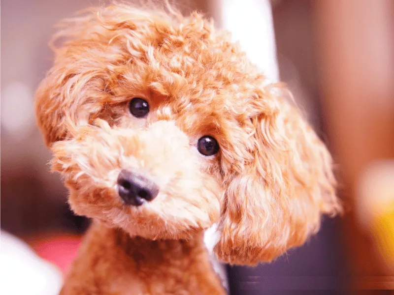 Apricot coloured Miniature Poodle puppy