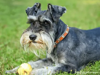 Miniature Schnauzer