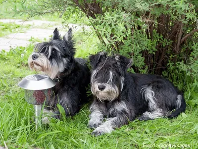 Miniature Schnauzer