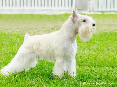 Miniature Schnauzer