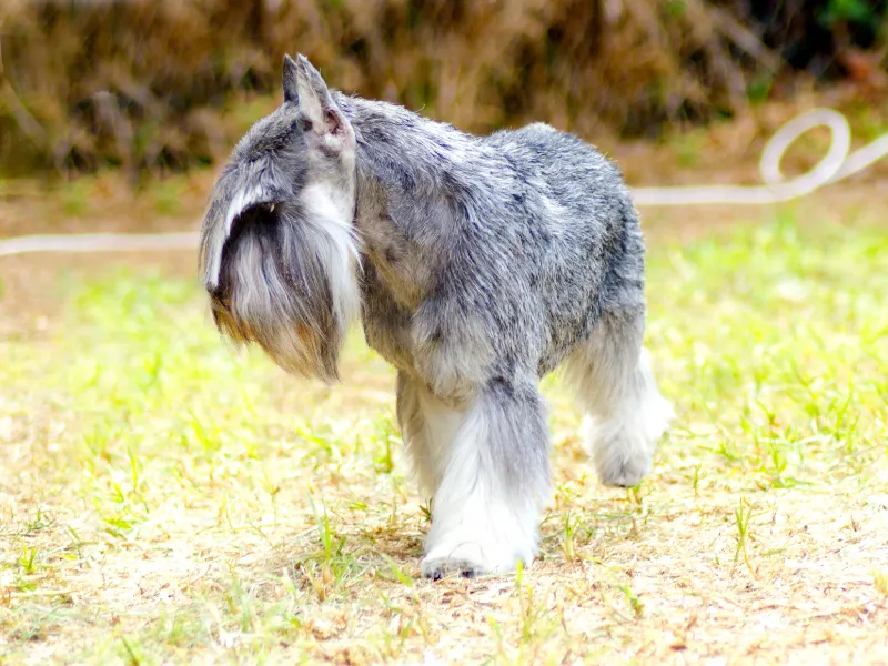 Salt & pepper coloured Miniature Schnauzer in the grass