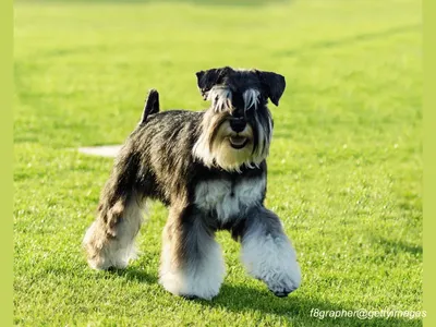 Miniature Schnauzer