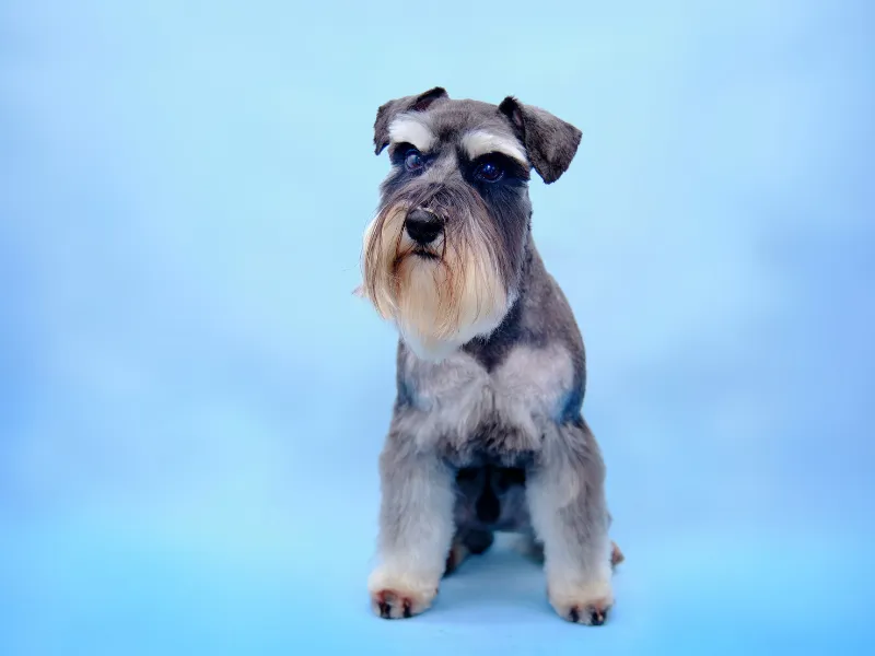 Well groomed Miniature Schnauzer