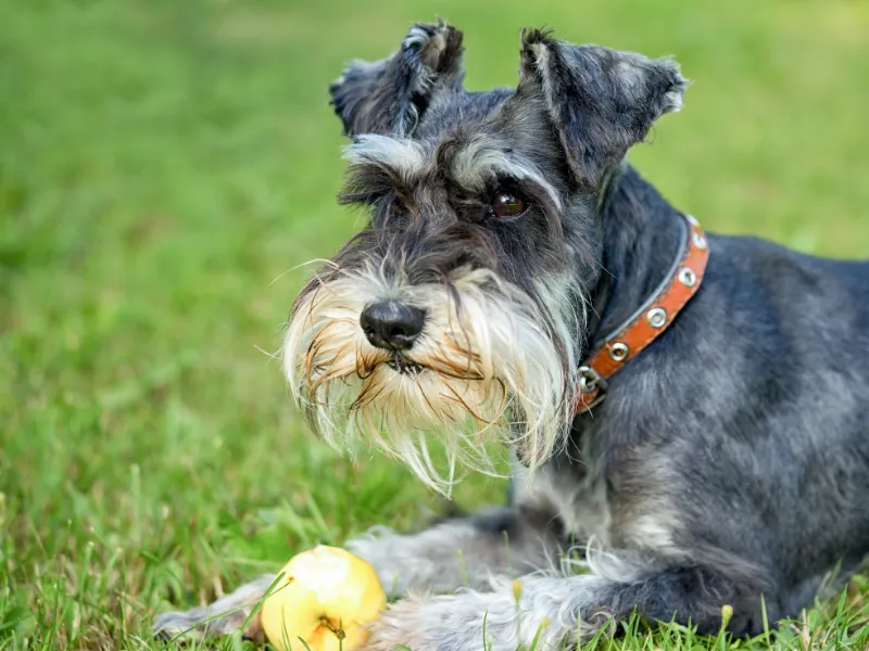 Miniature Schnauzer face, showing classic 'beard'