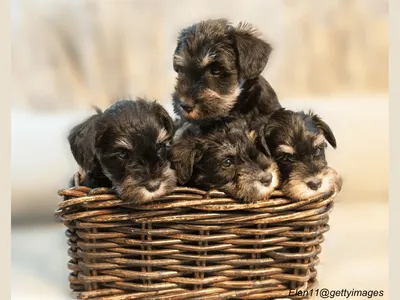 Miniature Schnauzer Puppies