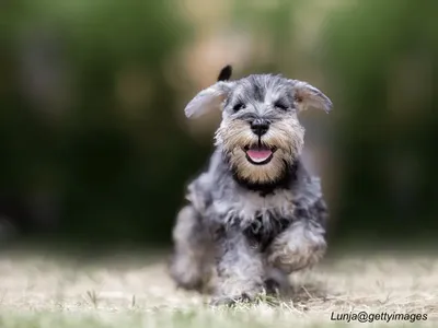 Miniature Schnauzer Puppy