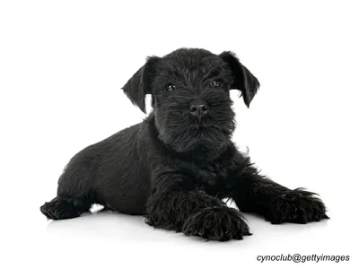 Miniature Schnauzer Puppy