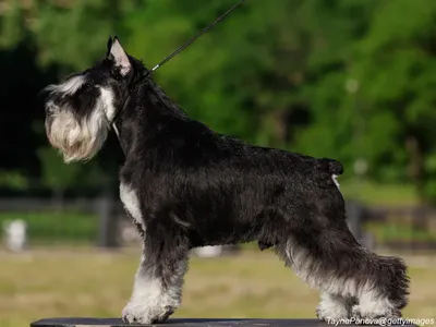 Miniature Schnauzer