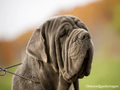 Neapolitan Mastiff