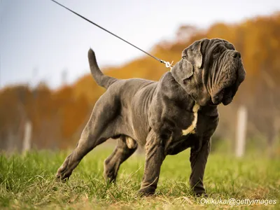 Neapolitan Mastiff