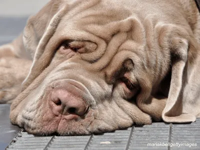 Neapolitan Mastiff