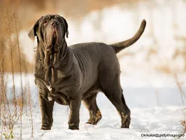 Neapolitan Mastiff - Wrinkled Guardian