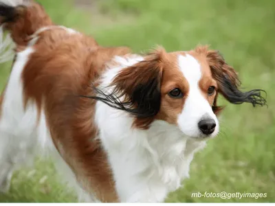 Nederlandse Kooikerhondje