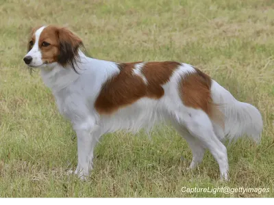 Nederlandse Kooikerhondje