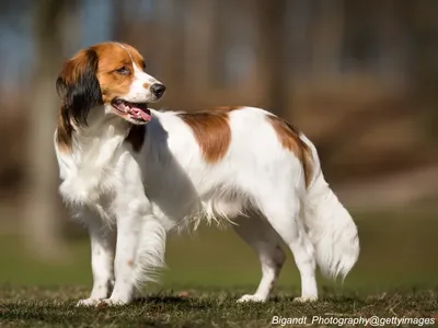 Nederlandse Kooikerhondje
