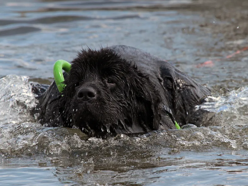 Landseer (black and white) Newfoundland dog standing by the water