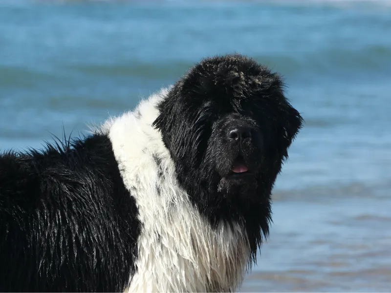 Landseer Newfoundland (black and white) sitting with a Chihuahua