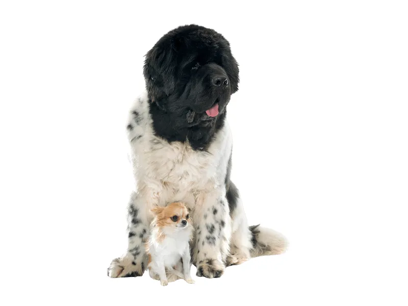 Landseer Newfoundland dog (black and white markings)