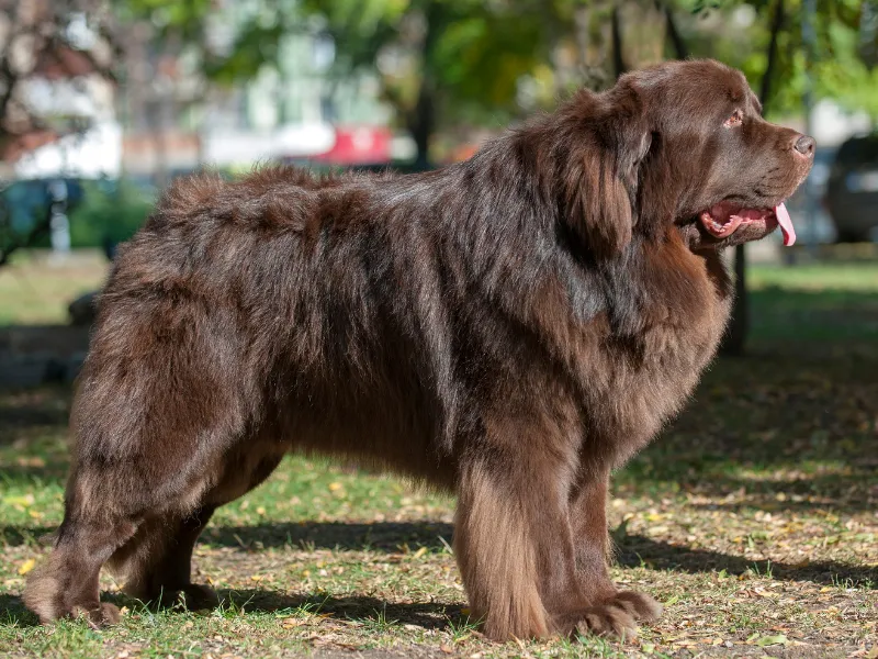 Brown Newfoundland dog