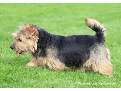 Norfolk Terrier