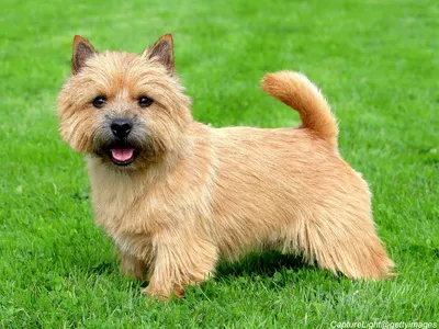 Norwich Terrier