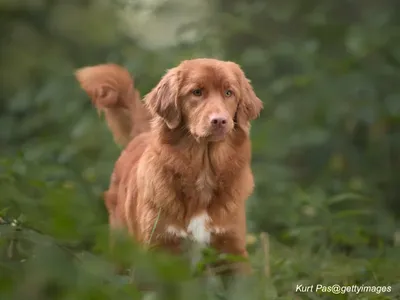 Nova Scotia Duck Tolling Retriever