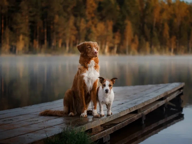 Nova Scotia Duck Tolling Retriever in a field, showing its athletic build