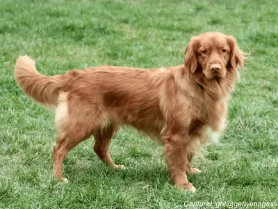 Nova Scotia Duck Tolling Retriever
